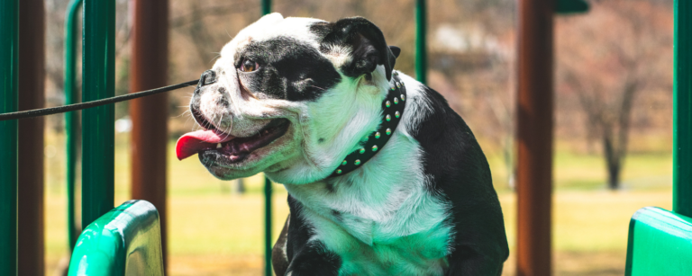 pet-friendly camden maine dog on slide