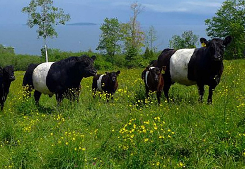 belted galloway cows grazing with penobscot bay in background wildflowers and blue skies - attractions in rockport maine