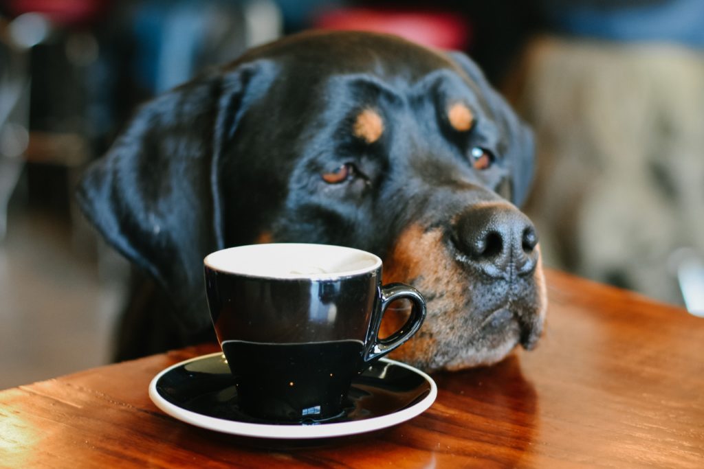 pet-friendly things to do camden maine - dog-friendly restaurants