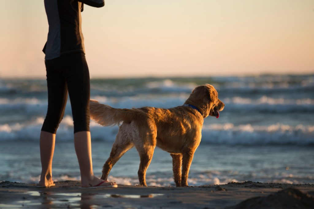 pet-friendly things to do camden maine - dog-friendly parks and beaches