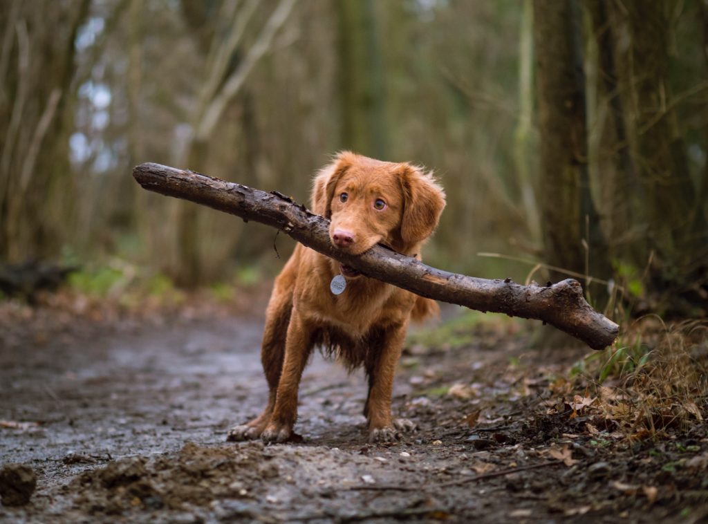 pet-friendly things to do camden maine