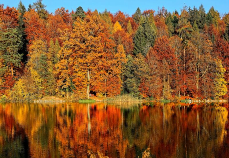 peak viewing times for coastal maine fall foliage