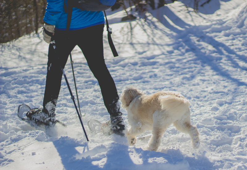 snowshoeing with dog at heels - winter things to do in Camden