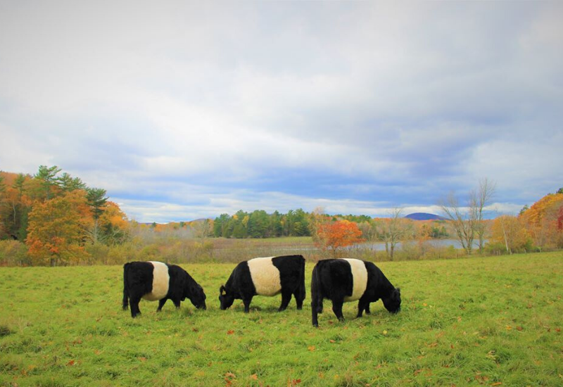 Aldermere Farm near Camden Maine