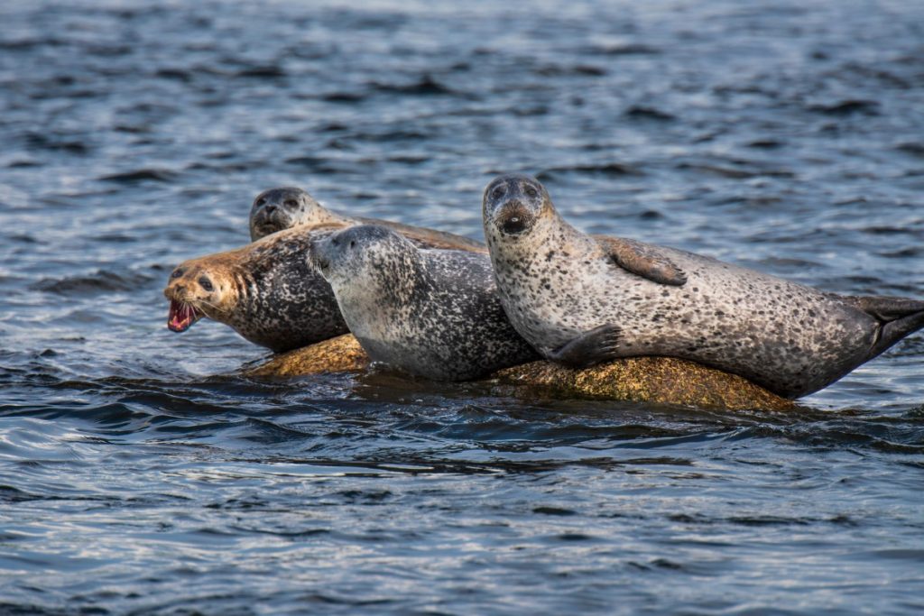 Islesboro - Harbor Seals in Penobscot Bay
