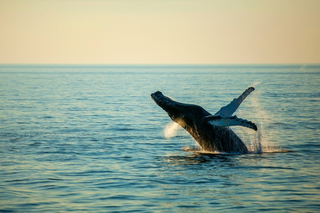 whale breaching in maine