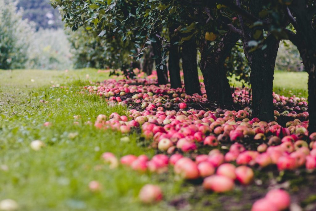 apple picking in midcoast maine