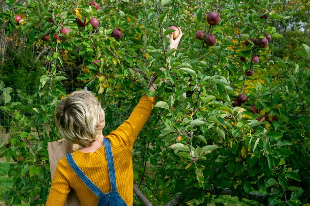 apple picking in midcoast maine